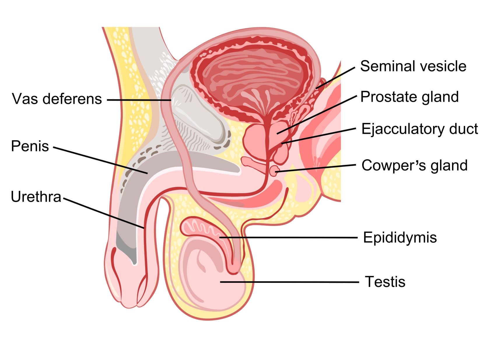 male reproductive system