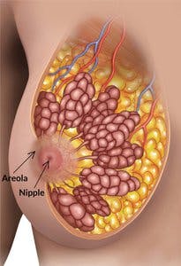 breast nipple and areola diagram