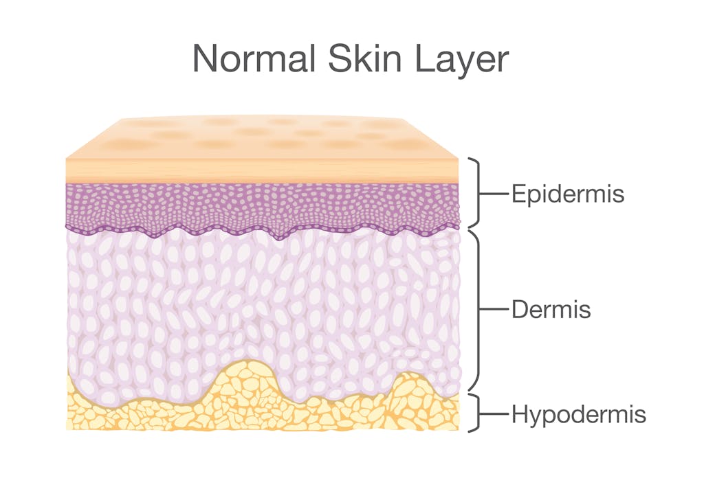 Normal skin layer